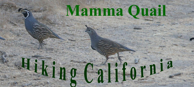 Mamma Quail Hiking California 