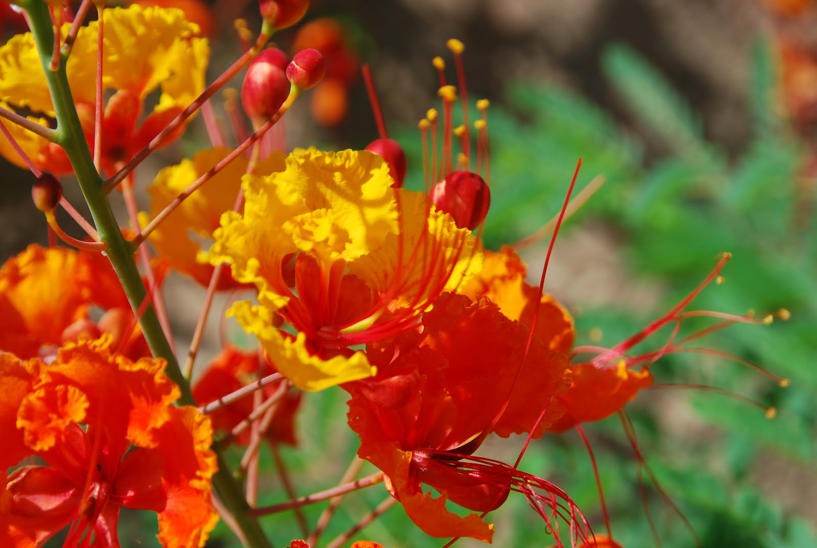 Desert Garden: Mexican Bird of Paradise~Today's Flowers~072411