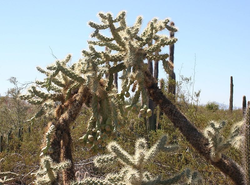 Musings of a Biologist and Dog Lover Crazy Plants Jumping Cholla