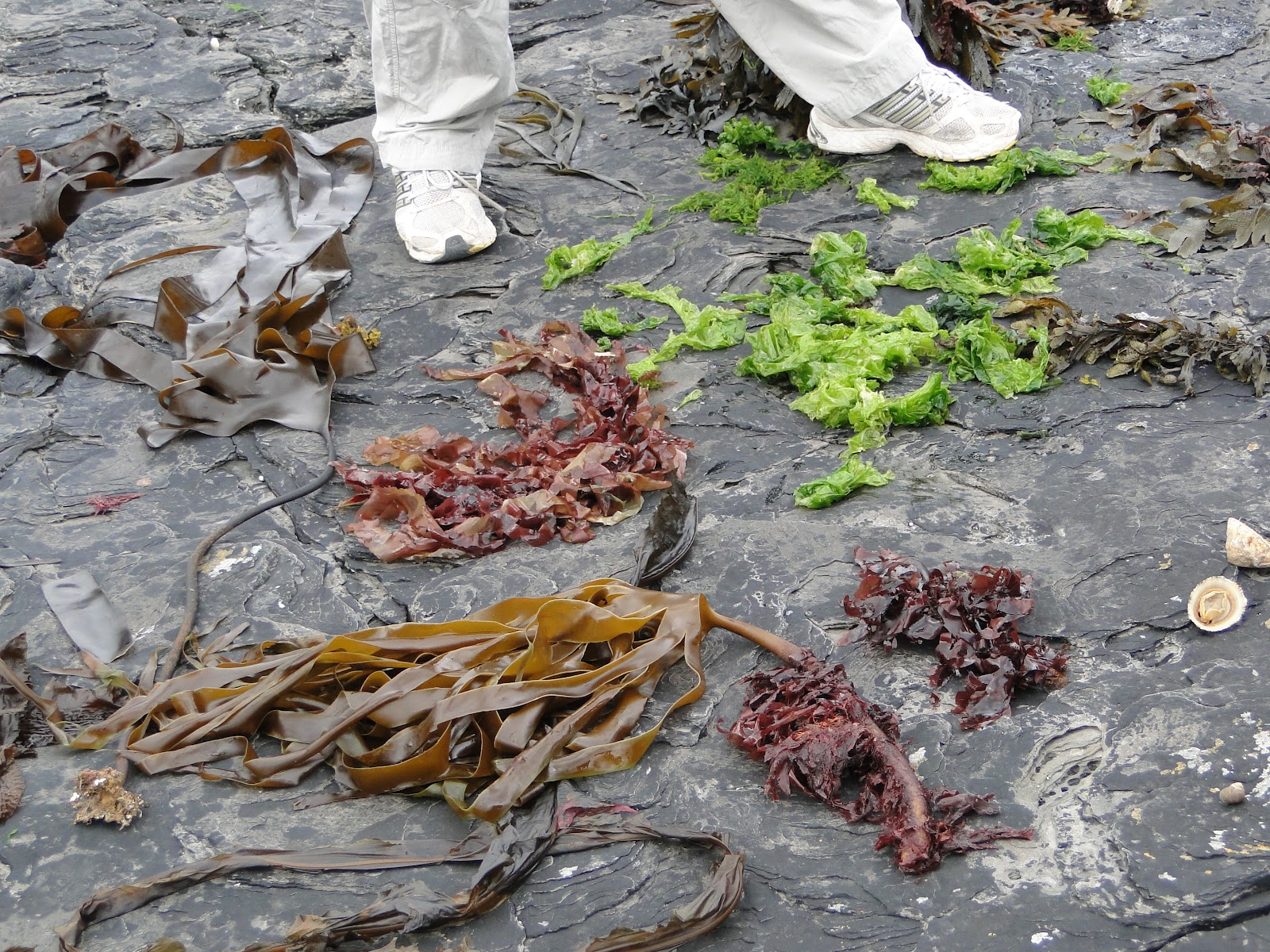 Nenaghgal Nenaghgal Learns about Seaweed with Spanish Point Sea Veg