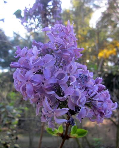 Paideia: Friday Flowers: Lilac