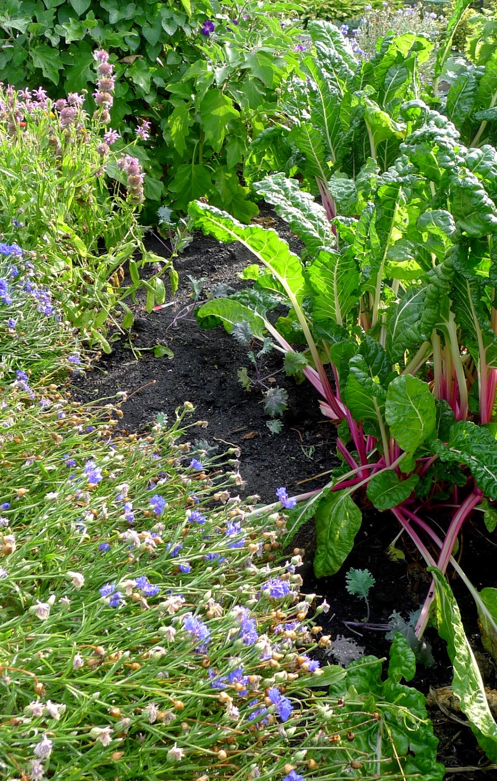 edible landscaping, transitioning into fall, urban farming, gardening