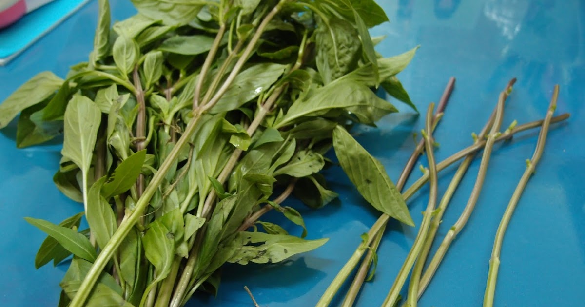 Xing Fu: MINI HERB GARDEN