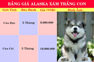 PôPô Alaska: Chuyên bán chó alaska con đản bảo chất lượng sinh sản tại nhà - 2