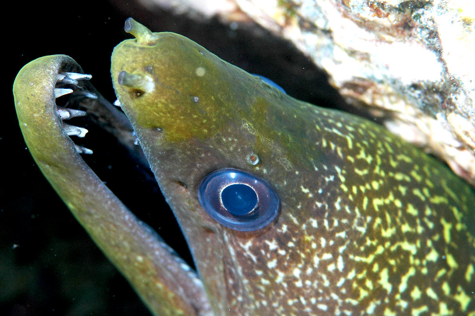 Honu Hawaiian Diving: Yellowmargin Moray Eel