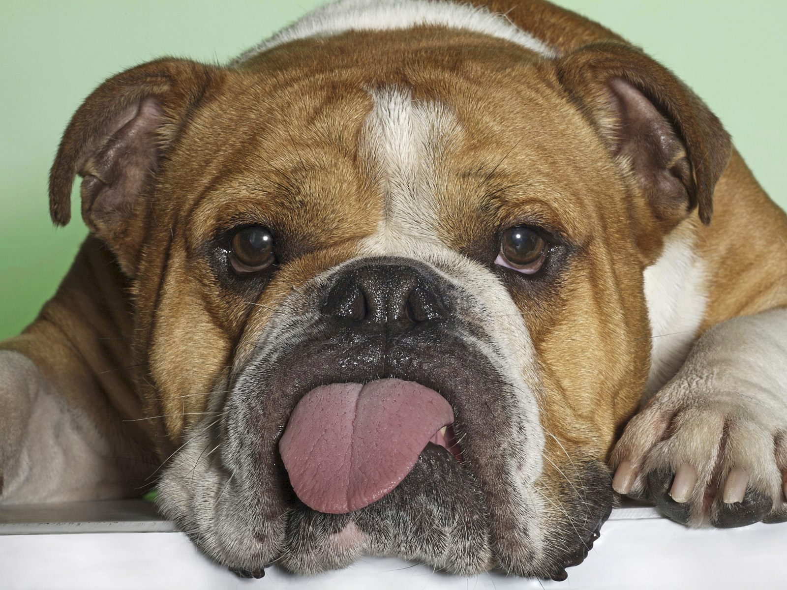 Funny English Bulldog