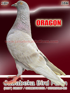 085228600358 085329515425 Jual Burung Merpati Kolong Juara Lomba