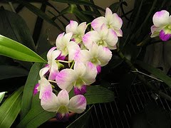 Dendrobium orchid