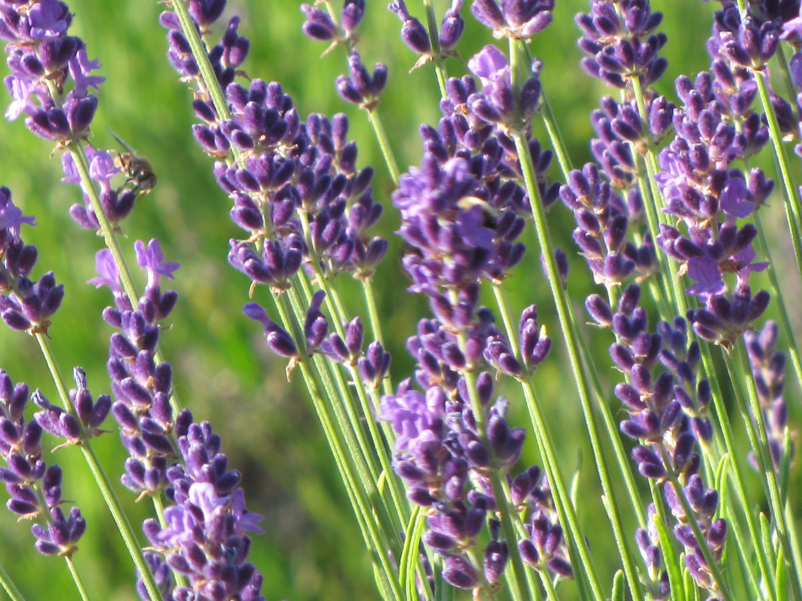 Lockwood Lavender Farm When to pick lavender? This weekend!