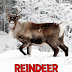 Reindeer - Amazing Animals - Free Kindle Non-Fiction