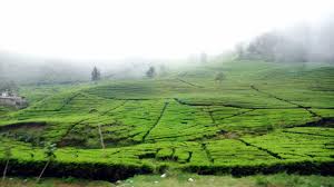 Wisata di Puncak Bogor Yang Bisa Dikunjungi Wisata di Puncak Bogor Yang Bisa Dikunjungi