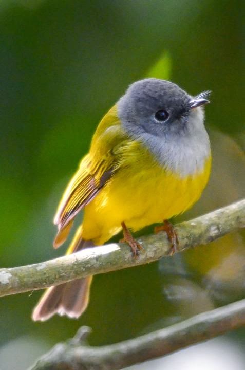 Birds And Animals: Grey-headed Canary-flycatcher (Culicicapa ceylonensis)