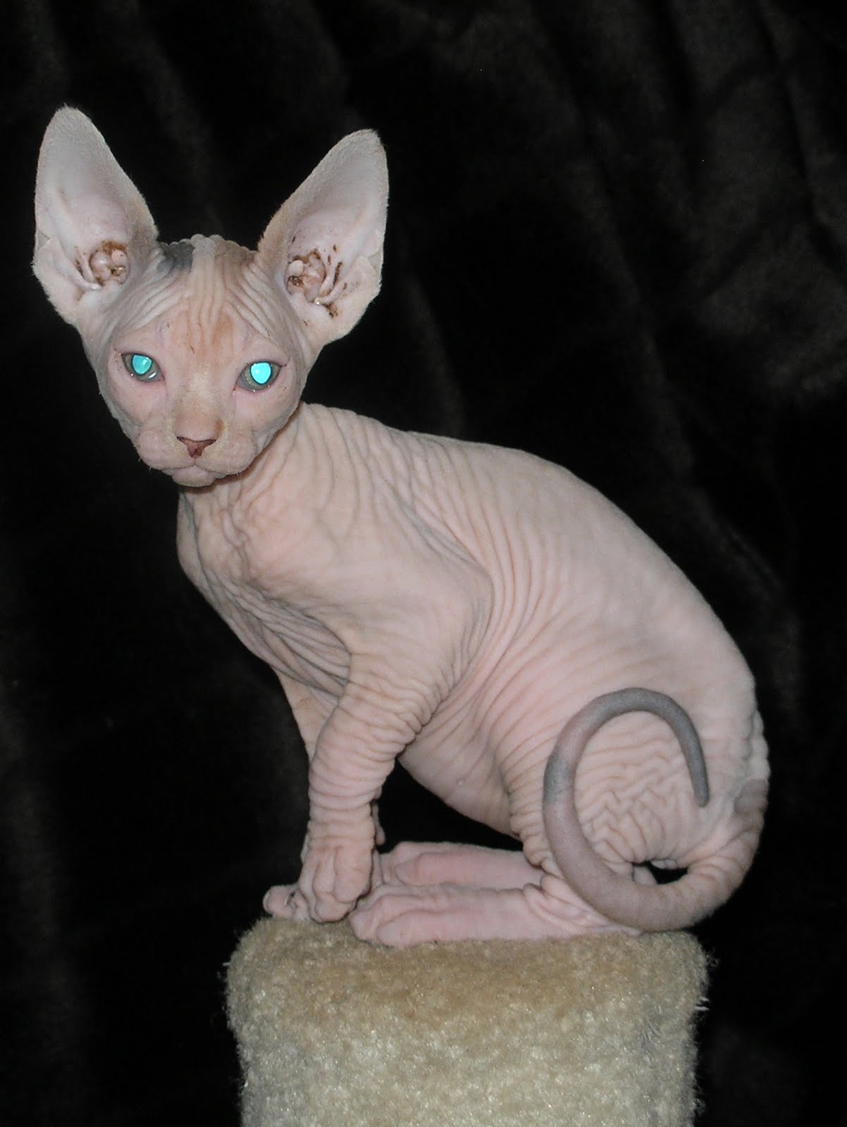 Cute Sphynx Kittens Photos