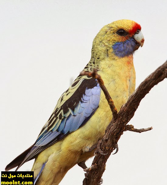 كل المعلومات عن طيور روزيلا ، انواع الروزيلا وتربية طائر الروزيلا كامله Crimson+yellow+rosella