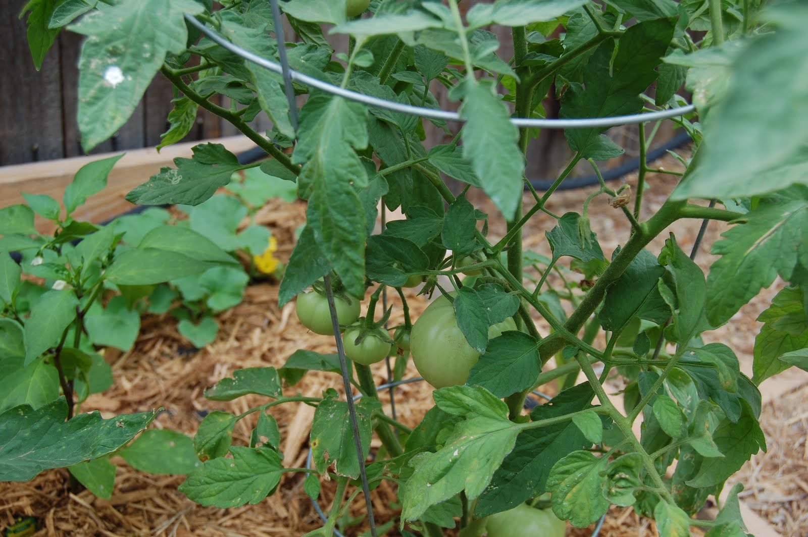 The Tycoon tomato plant has 12