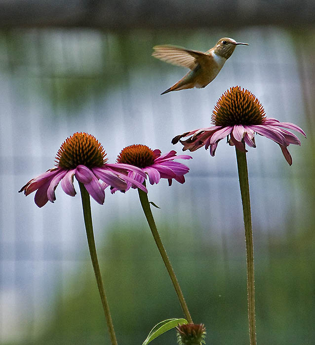 rufous hummingbird rufous hummingbird