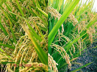 How to Start Own Paddy Farming Business
