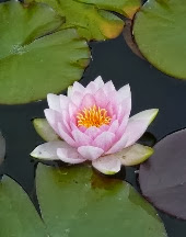 FLOR DE LOTUS