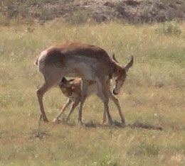 Photograph of Pronghorn Antelope in New Mexico.