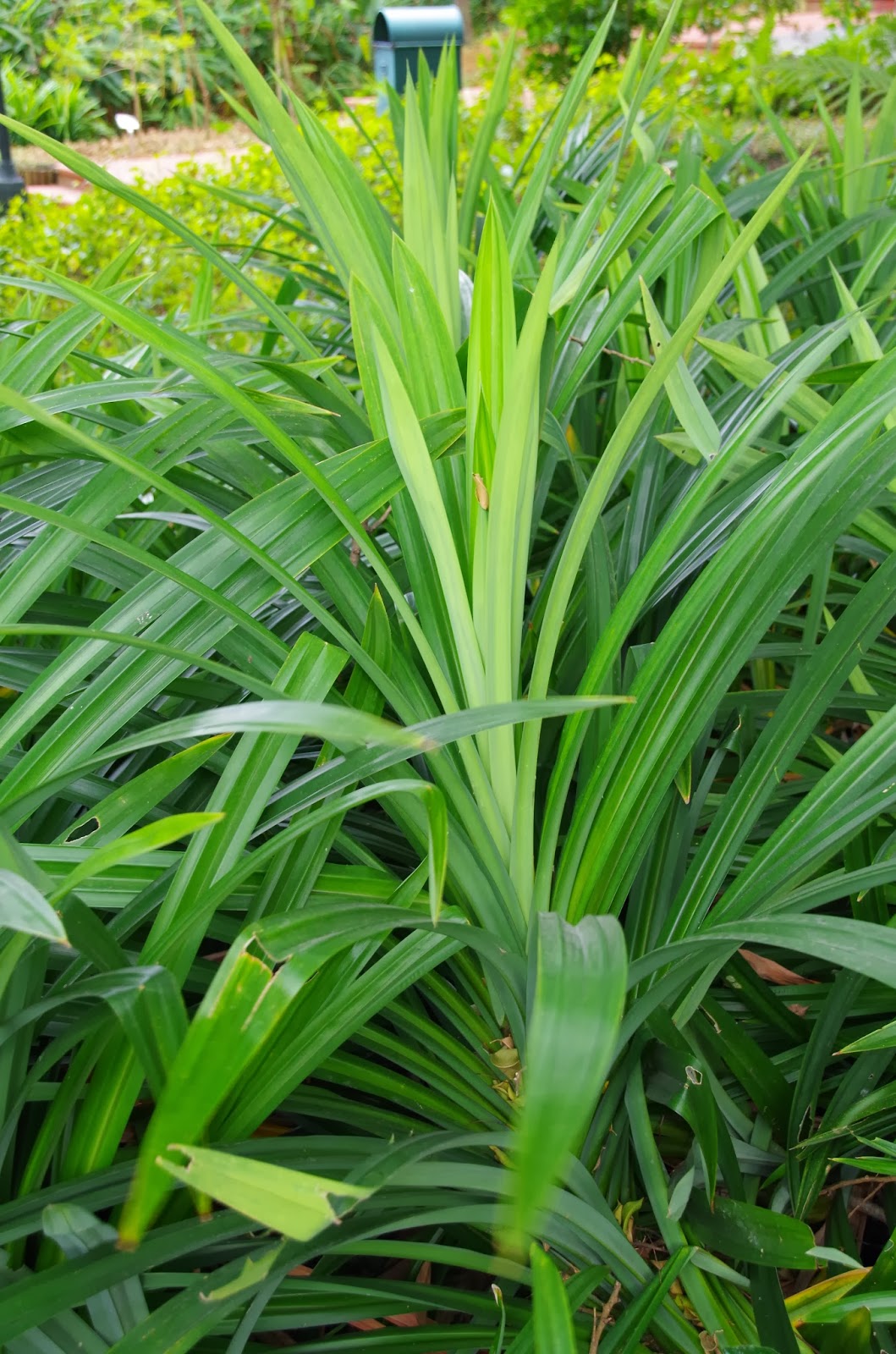 Trees and Plants: Pandan Leaf