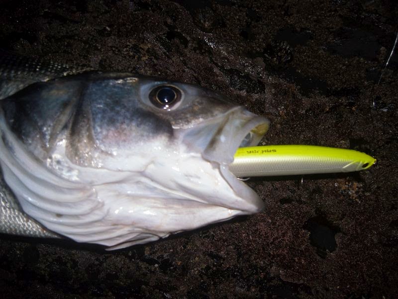 Oceanus Atlanticus: Bóias de pião o TT na pesca à bóia