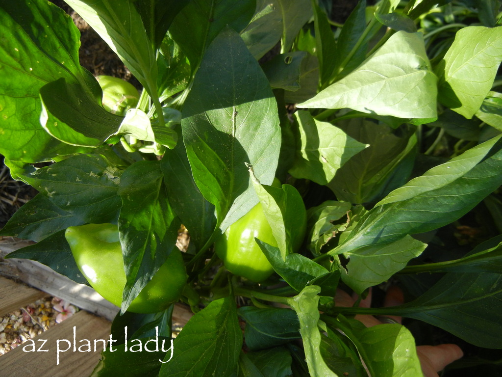 Epsom Salts + Pepper Plants = Success! Ramblings from a Desert Garden