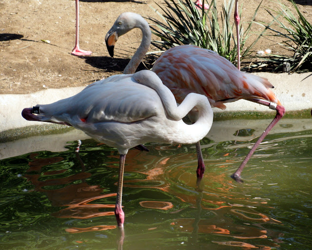 murrieta365 juvenile flamingos