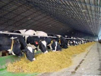 Giáo trình chăn nuôi bò sữa.