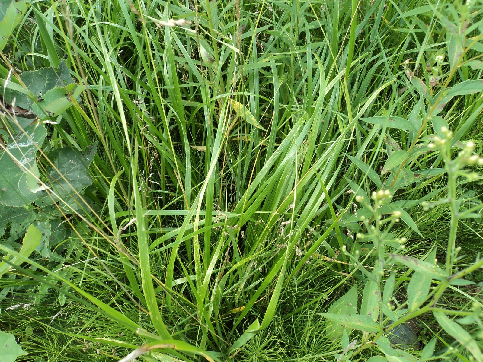 Garden River Green Plan Sweet Grass Wiingash, Hair of Mother Earth