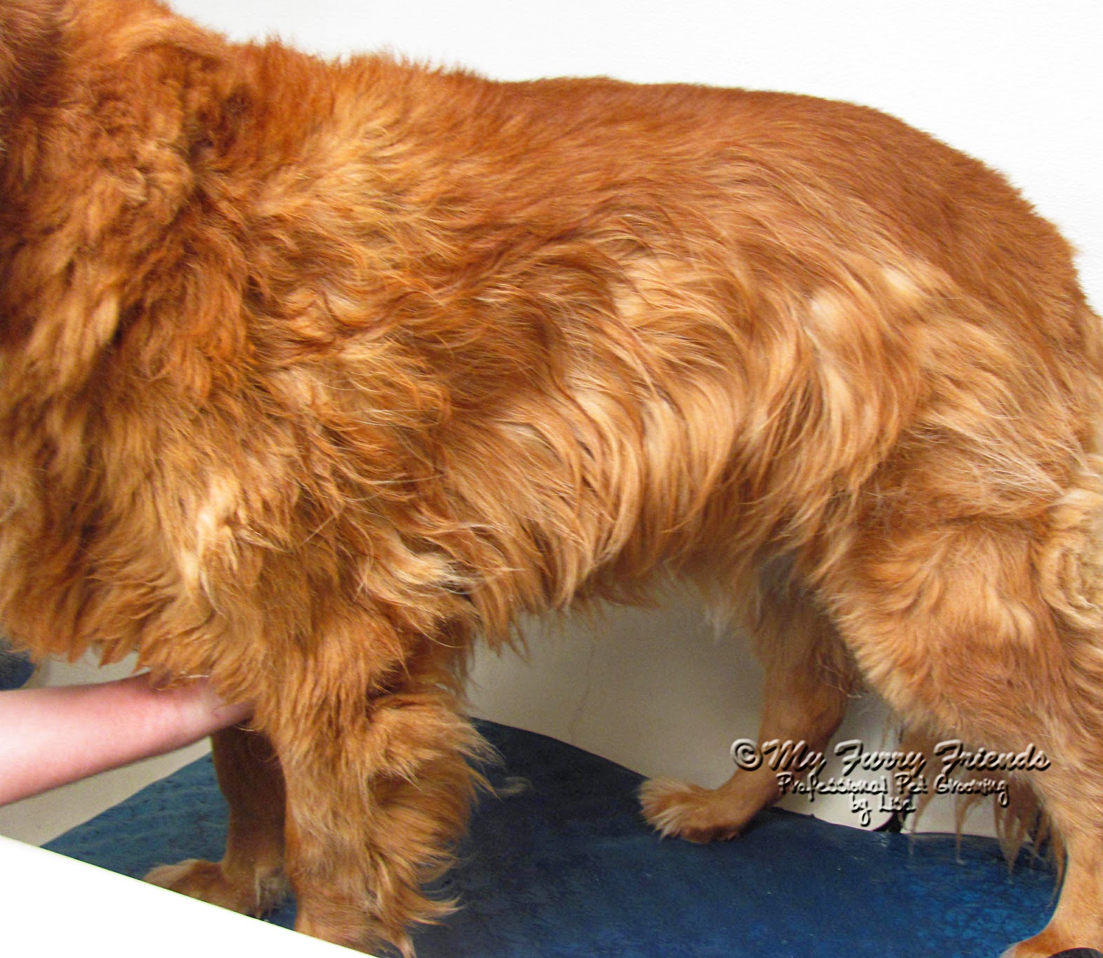 Pet Grooming The Good, The Bad, & The Furry Something New