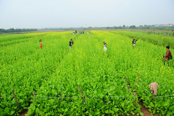 [Image: Sac-hoa-cai-no-vang-trong-gio-ret-5.jpg]