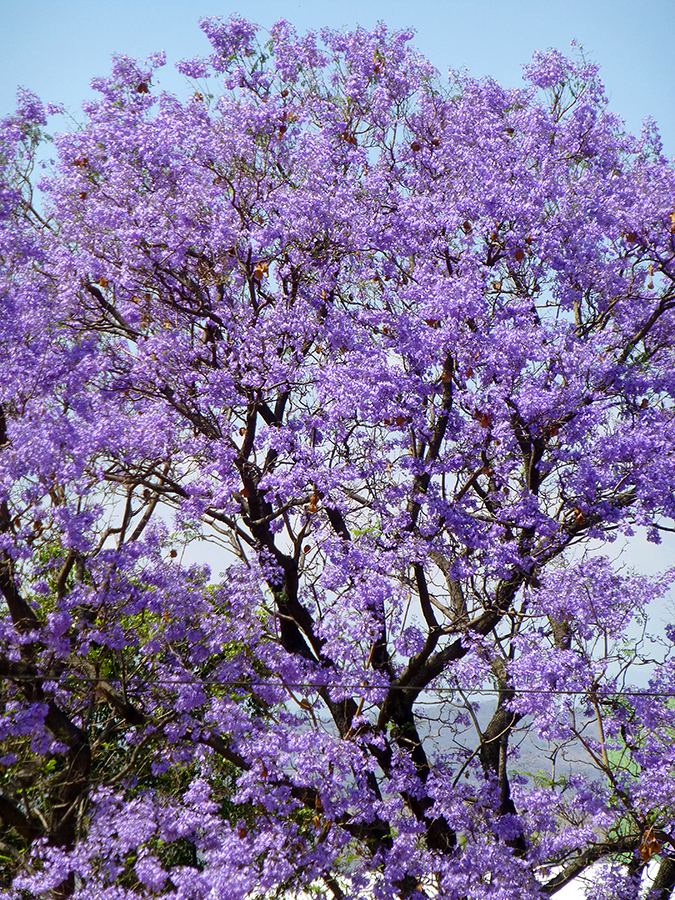 purple tree jacaranda purple tree jacaranda