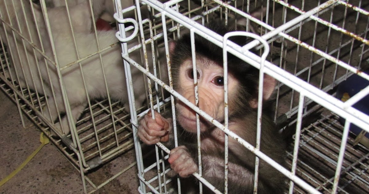 Life in Kuwait Blog Friday Market + Animals = Cruelty