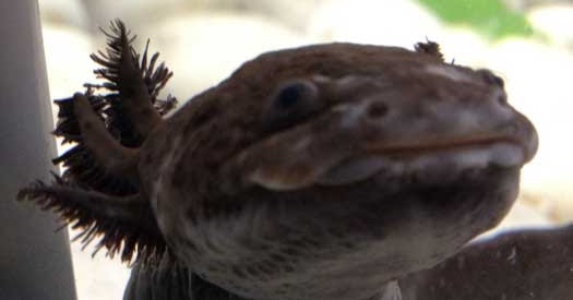 7 Fun DIY Projects to Make Reuse of Beer Bottles