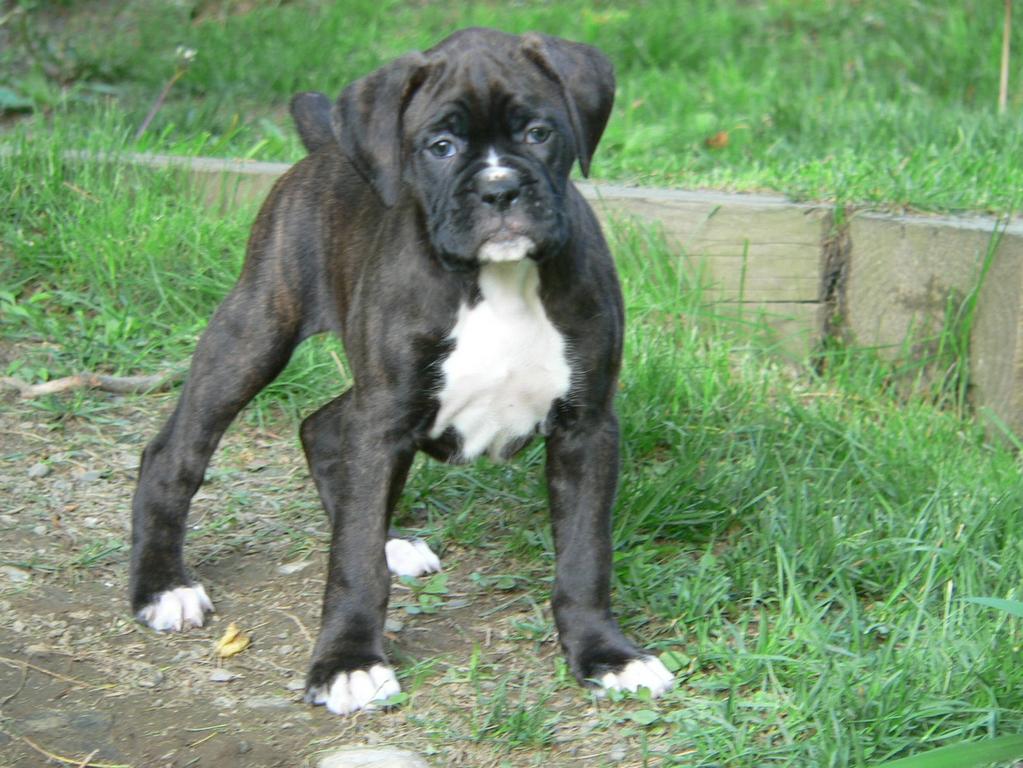 Black Boxer Pups 42