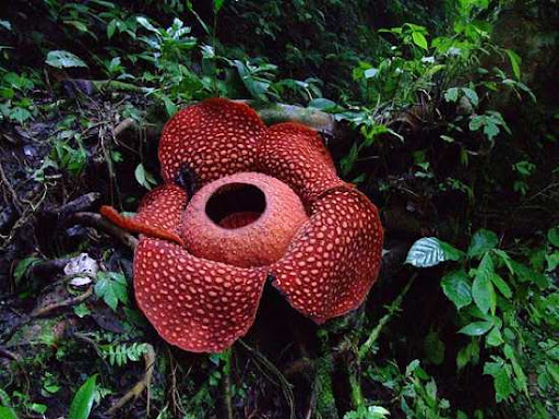 What Is The Symbiotic Relationship Between Rafflesia Plant And A Vine