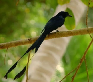 Kicau Mania Kissawa Cara Merawat Burung Srigunting