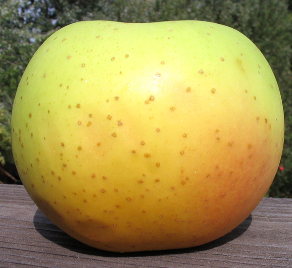 Adam's Apples Honeygold (Honey Gold)