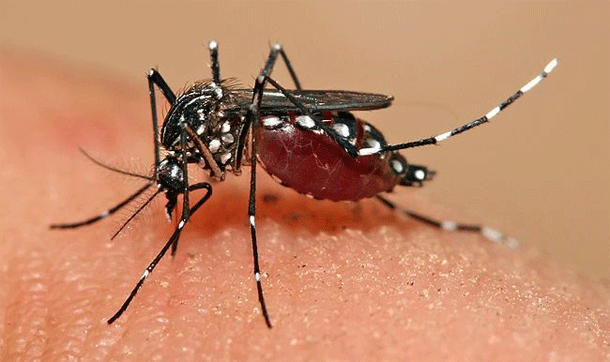 FOTO ENFERMEDAD CAUSADAS VIRUS foto enfermedad causadas virus:
