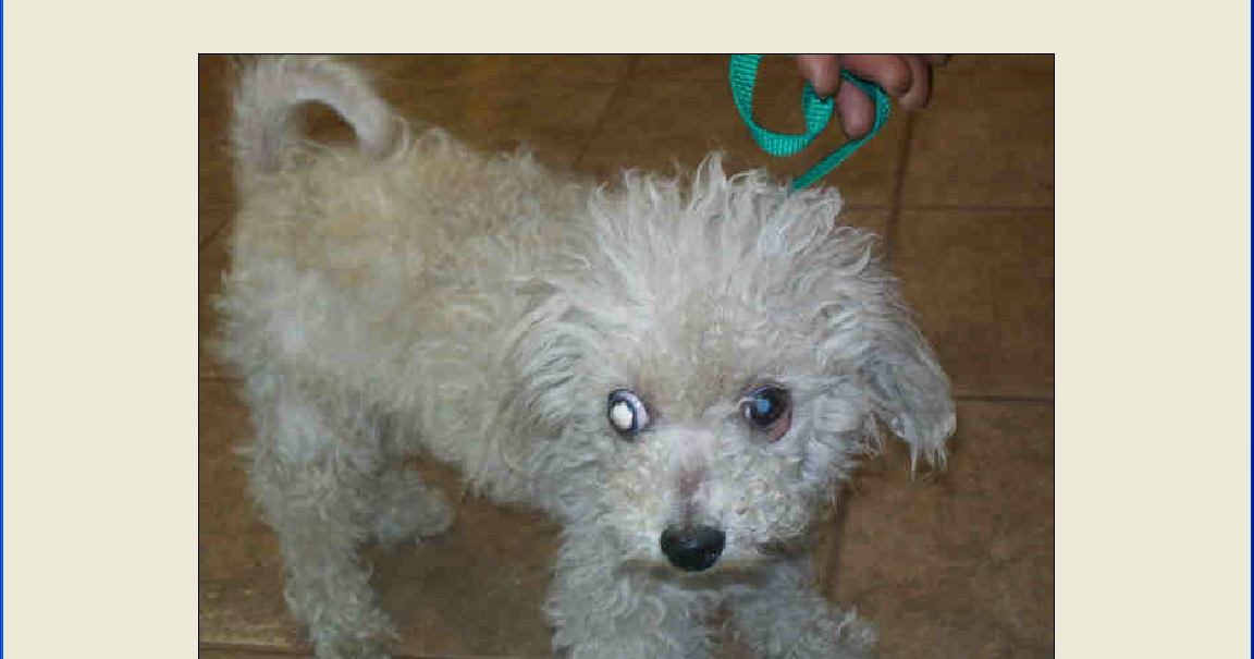 Gainesville, FL - Senior Bichon/poodle in need of rescue
