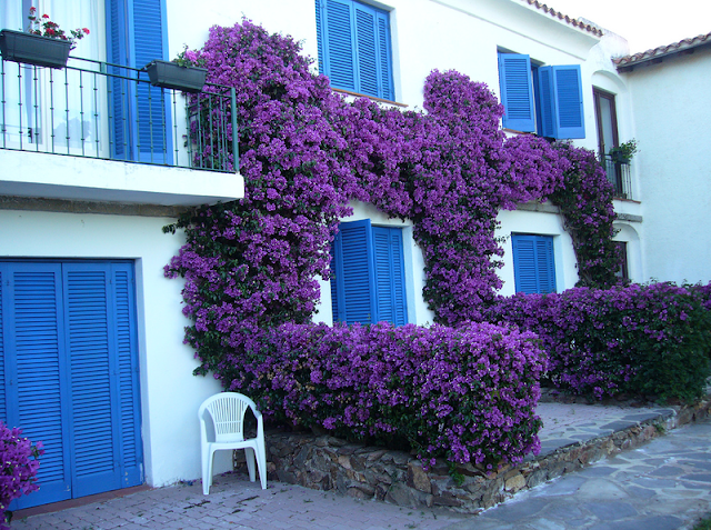 Bougainvillea