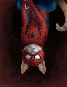 Spiderman Cat woman