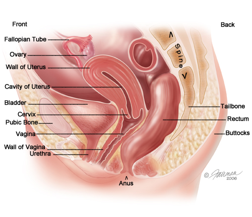 diagram of a vagiana human pictures guide and diagram human and health diagram of a vagiana human pictures guide and diagram human and health
