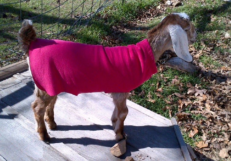 Goat Coats Again Oak Hill Homestead