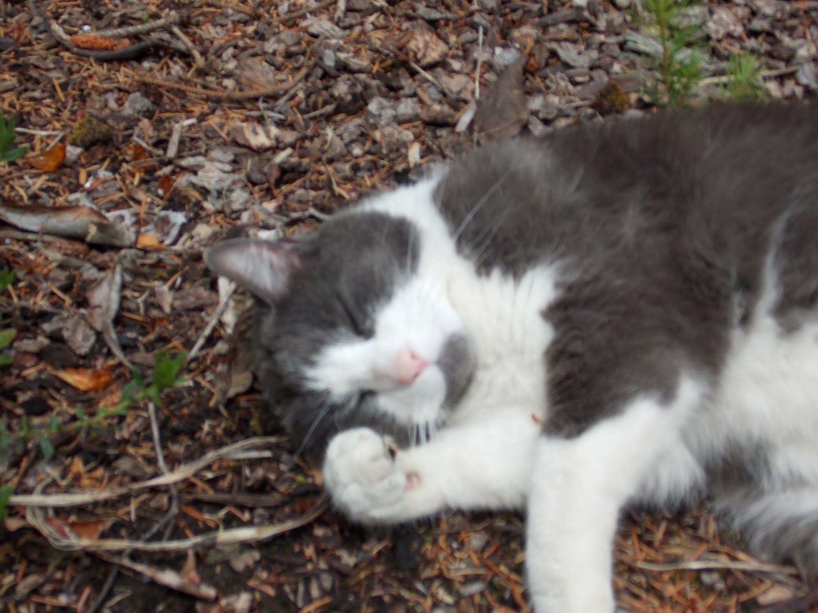 Pet Health Advice and Pet Tips by Pet Expert Wendy Nan Rees: Pet Food 