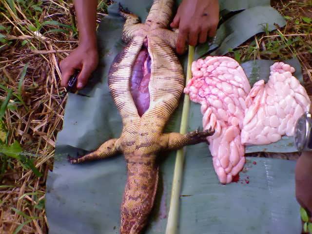 foto biawak - gambar hewan