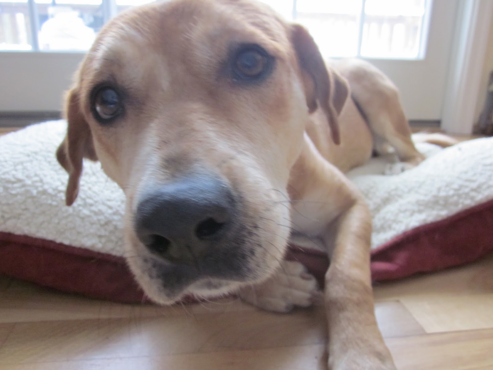 from Eleventh Hour Rescue.