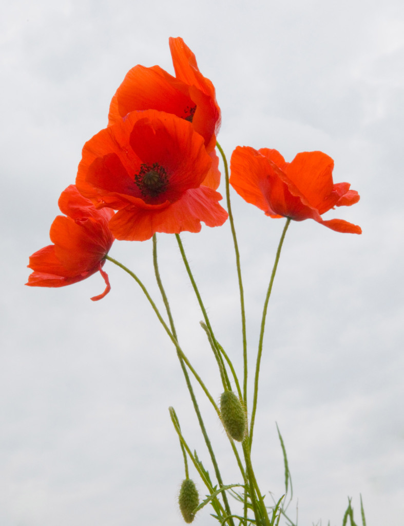 uk remembrance poppy