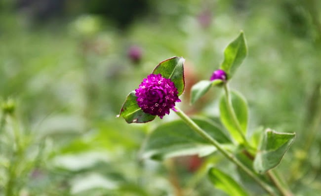 Gomphrena Flowers Pictures Gomphrena Flowers Pictures