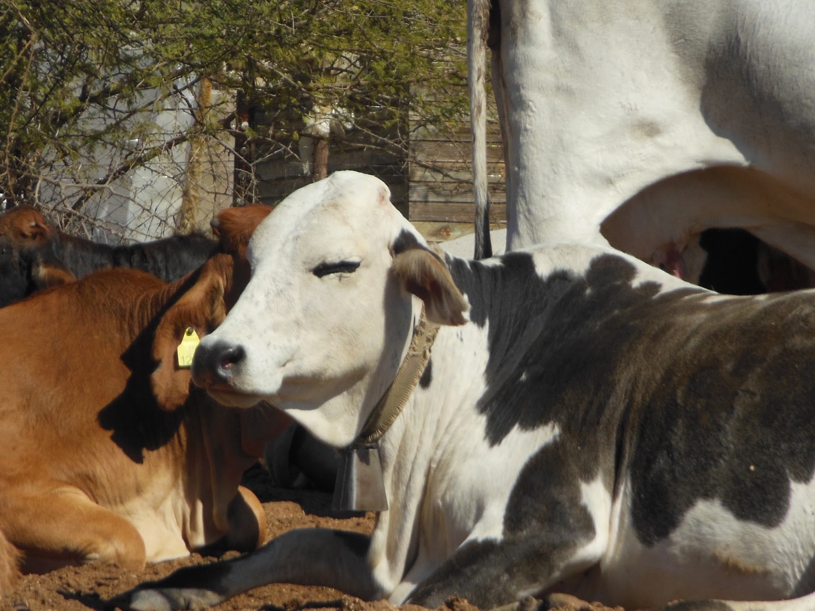 Beautiful Botswana Cattle of Botswana
